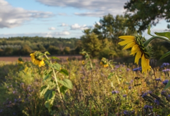 Image of sunflowers in a field 